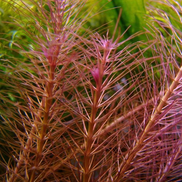 Rotala wallichii in pot